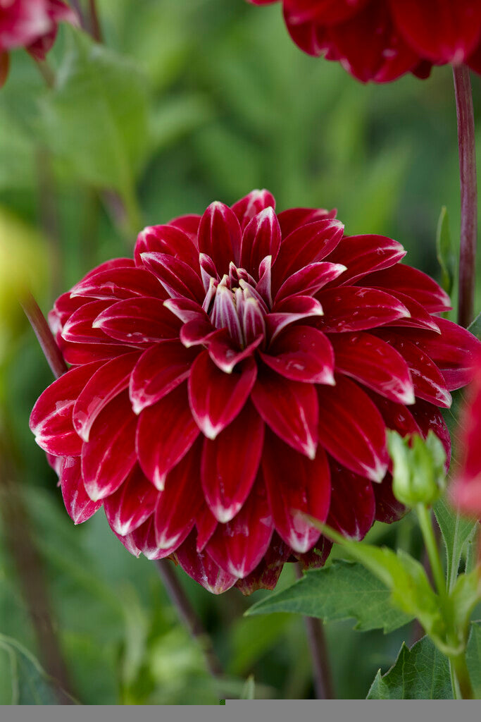 Dahlia Pompon Red Rock 1-pakning